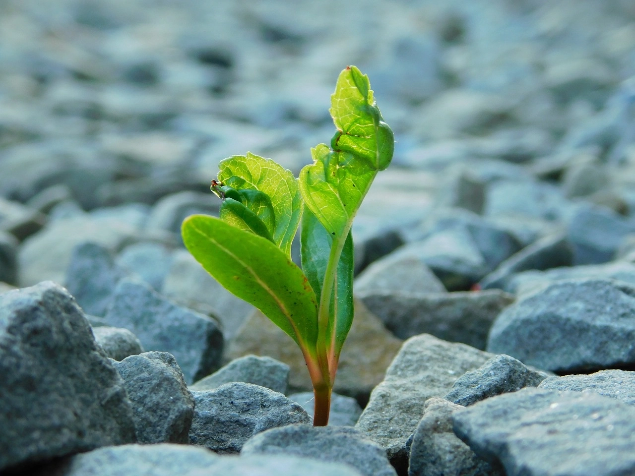 Photo d'une plante qui pousse parmi les cailloux, signe d'espoir qu'une solution existe